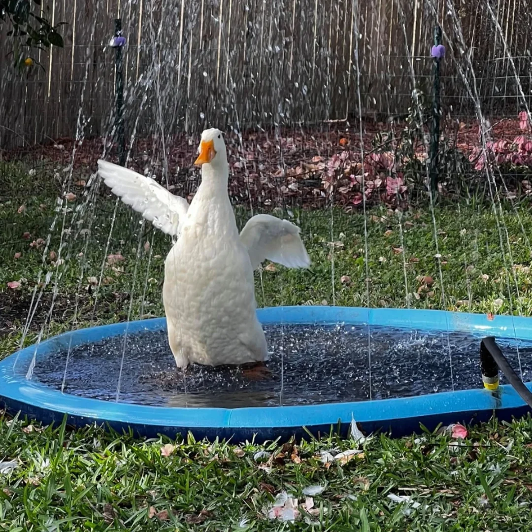 Pet Water Sprinkler Pool